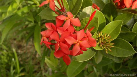 Bunga Warna Merah | Abdullah Syariff | Flickr
