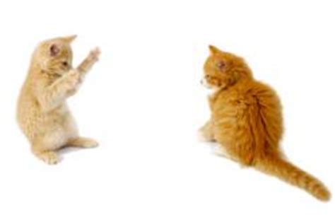 I have three cats and one of my cats has clumps toward his tail. Why Is My Cat Missing Fur? | LoveToKnow