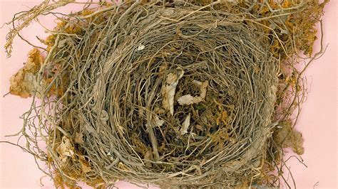 Natures Master Architects Look Inside Some Amazing Birds Nests