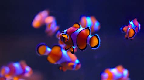 Clownfishes In Aquarium 4k Wallpapers Hd Wallpapers Id
