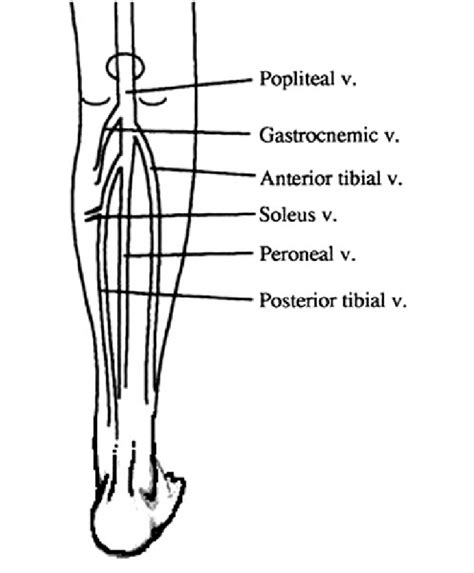 Deep Veins Of The Leg Schematic The Blood Project