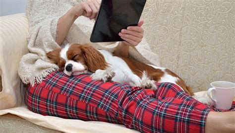 29 Best Apartment Dogs for Small Spaces - Dogtime