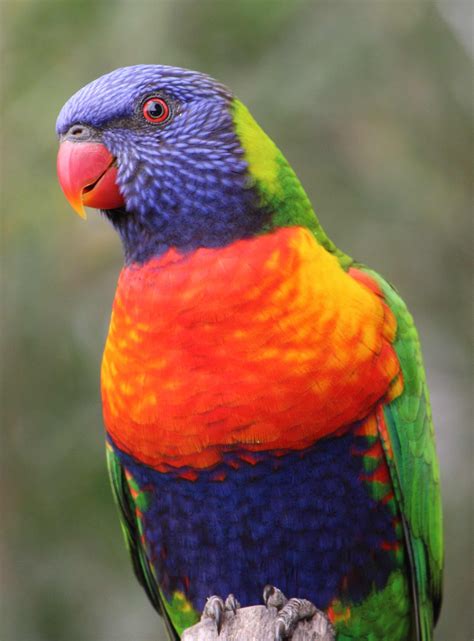 Rainbow Lorikeet Trichoglossus Moluccanus Rainbow Lorikeet