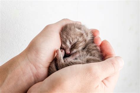 Stages Of Kitten Development Every Cat Lover Would Want To Know