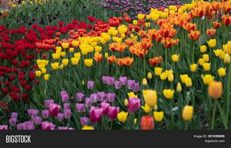Tulip Garden Variety Image And Photo Free Trial Bigstock