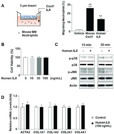 Effects Of Recombinant Human Il8 Protein On Stress Kinase Activation