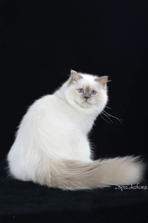 Some say that lilac points are delicate, dramatic, and theatrical, but don't let them fool you! S* Stoneridge's Hilarious our first lilac point birman cat ...