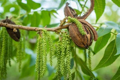 Pecan Tree Facts Hunker Pecan Tree Pecan Tree Identification