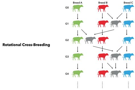 Rotational Cross Breeding · Xsimjl
