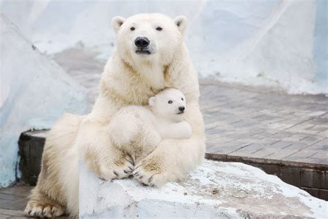 Polar Bear Cub Nestled With Mother Will Fill Your Heart