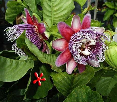 Zone 9 Tropicals Passiflora Quadrangularis Giant Granadilla Gal