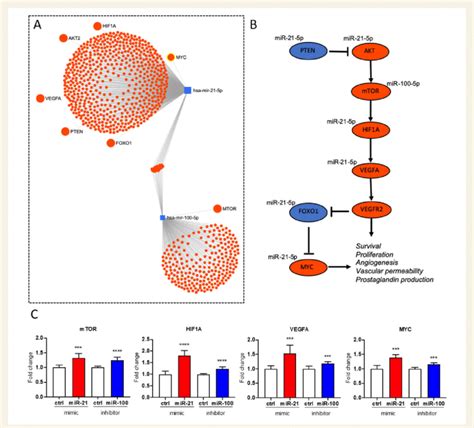 MiR 21 5p And MiR 100 5p Mediate OxPAPC Effects On VEGFA MYC Pathway