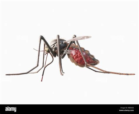 Illustration Of A Mosquito Stock Photo Alamy