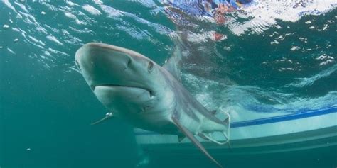 Baby Shark Insólita Captura De Tiburón Bebé Con Rasgos Humanos La