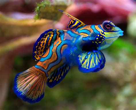 The Mandarin Goby Perhaps The Most Ornately Decorated Fish In The