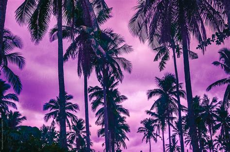 Palm Trees At Dark Purple Sunset By Wizemark
