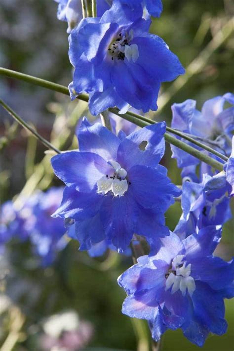 7 Plants with True Blue Flowers - The English Garden