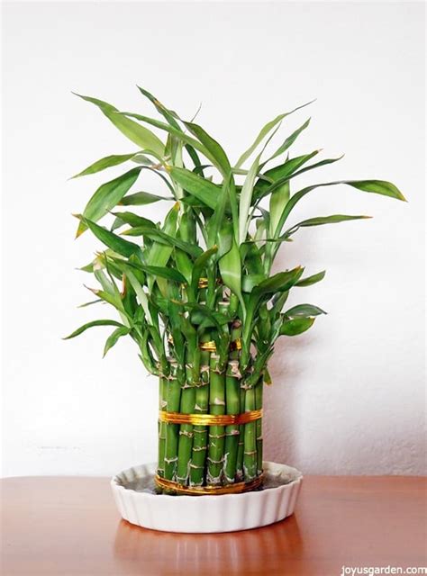 A Houseplant That Grows In Water Lucky Bamboo Care Tips
