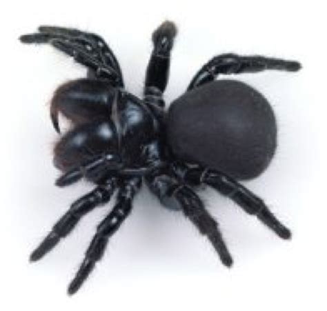 Animals without back bones - Watts's World!