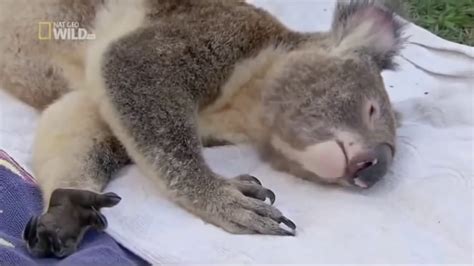 Animals documentary movie | botswana lion brotherhood nat geo wild. Nat Geo Wild Koala s Life In Australia Wild National ...