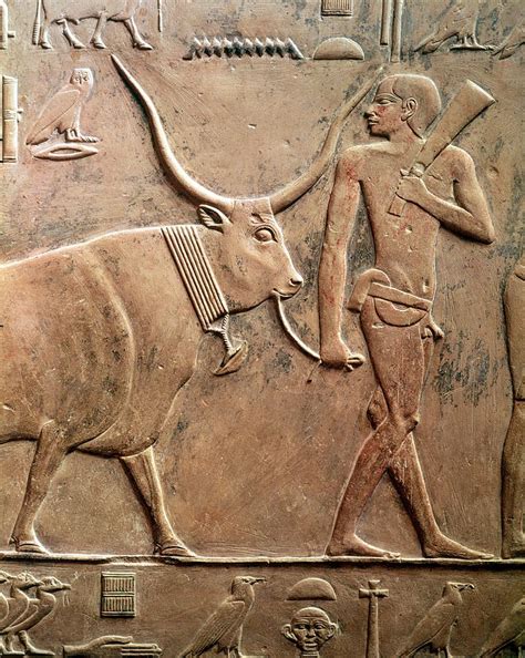 Relief Depicting A Peasant Leading A Cow To Sacrifice From The Mastab