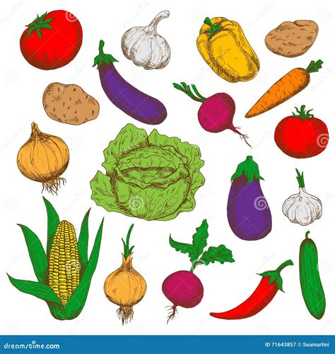 Farm Fresh Vegetables Sketches For Farming Design Stock Vector
