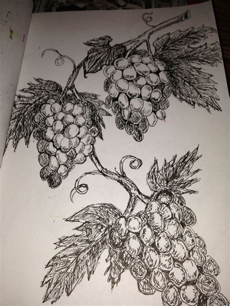 Grapes drawn in ink | Grape drawing, Dreamcatcher tattoo, Drawings