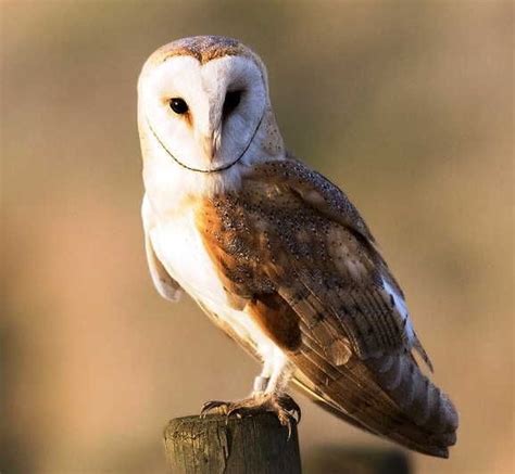Seperti yang sudah dijelaskan sebelumnya bahwa hewan ini termasuk dalam golongan hewan nokturnal, maka pada umumnya burung ini akan mencari makanan. Daftar Lengkap Jenis Burung Hantu (Liar & Peliharaan ...