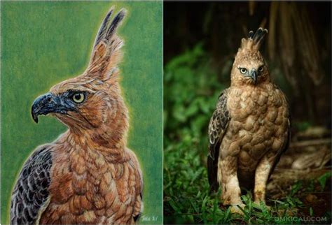 70 gambar foto sketsa burung garuda keren gambar co. Gambar Burung Garuda Asli | Gambar Burung Wallpaper