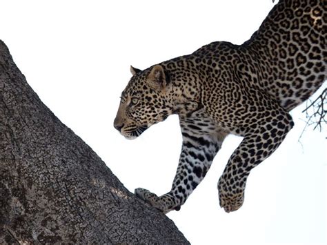 Powerful Young Male Leopard Gracefully Climbing Down A Tree In Flawless