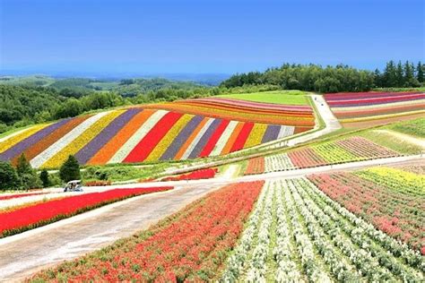 Tripadvisor ¡la Mejor Visita De Hokkaido A La Granja Tomita Shikisai