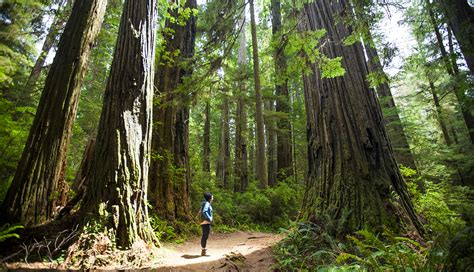 Your Guide To Visiting Redwood National And State Parks