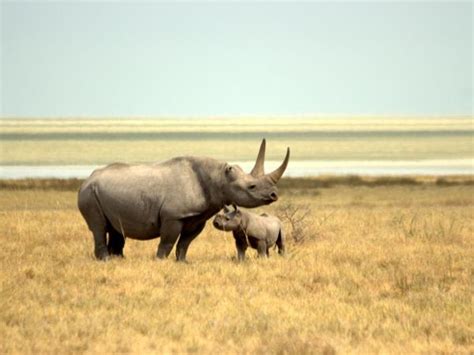 Namibian Wildlife Safari Tailor Made Responsible Travel