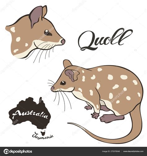 Quoll Vector Image Isolated White Background Quoll Full Growth Profile