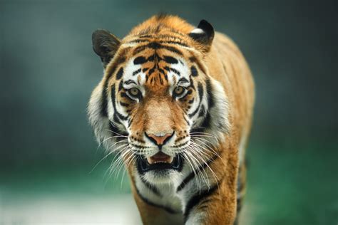 In olden days, kings had the mighty animals, that is tigers as pets. Is it Legal to Own a Pet Tiger in New York?