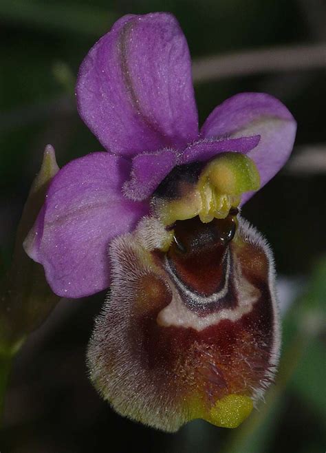 Ophrys Tardans Unusual Flowers Strange Flowers Orchids