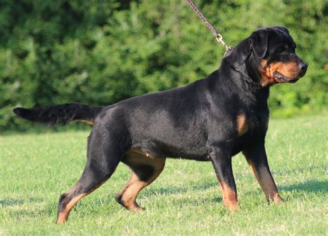 The Rottweiler Is A Medium To Large Size Breed Of Domestic