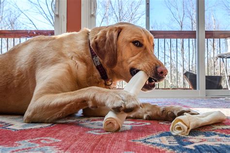 10 Best Dog Bones For Big Dogs Reviews Faq And More