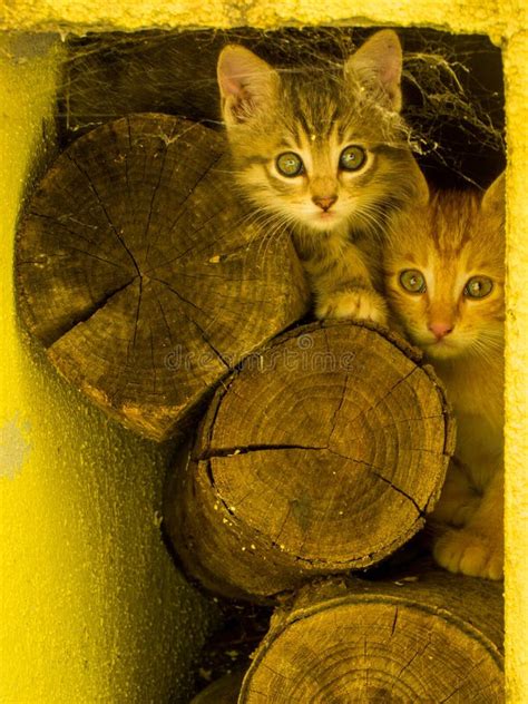Adorable Italian Kittens Stock Photo Image Of Beautiful 160123888
