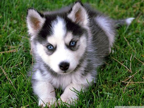 Cute Siberian Husky Puppy Wallpaper Iphone L2sanpiero