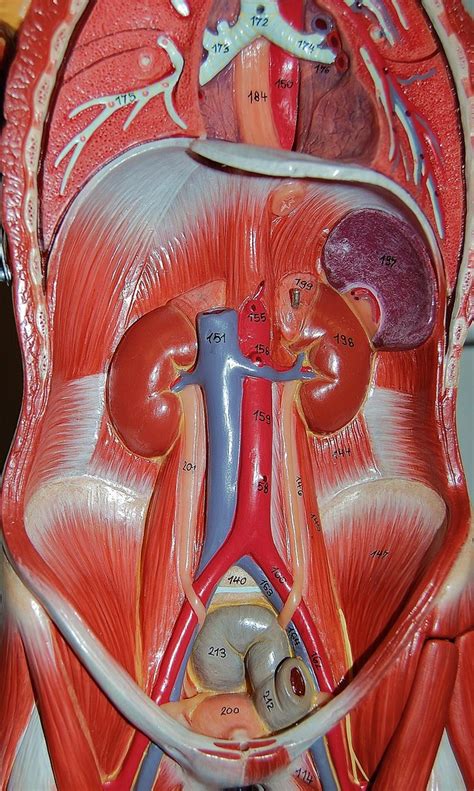 The thoracic cavity is bound laterally by the ribs (covered by costal pleura) and the diaphragm caudally (covered by diaphragmatic pleura). Muscles and organs of the abdominal cavity | Rob Swatski ...