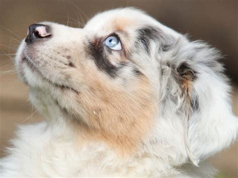 Süße baby tiere mit großen augen. Wunderschön: Hunde mit blauen Augen | Popular dog breeds ...