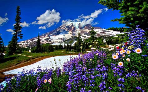Topics include holidays, animals, fantasy, movies, and vehicles. Blue and white flowers on the hill