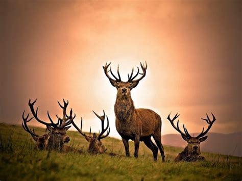 Lovable Images Deer Images Free Download Loveable Wild Deer