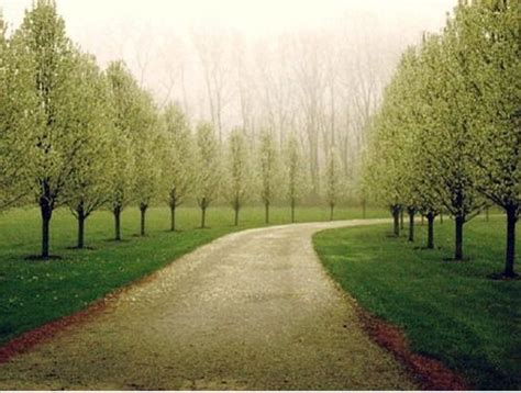I was recently at a landscape client's property close to the tauranga harbour, and they asked me to view their deciduous trees down a driveway, and wondered why the trees in 4 years hadn't even grown 30cm. those trees on either side of the lane | Driveway ...