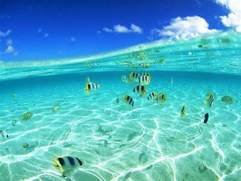 26 Pemandangan Dasar Laut Wallpaper Kumpulan Gambar Pemandangan