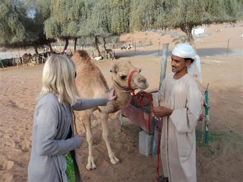 Create an itinerary including al sawan camel track. Al Sawan Camel Track (Ras Al Khaimah) - 2020 All You Need ...