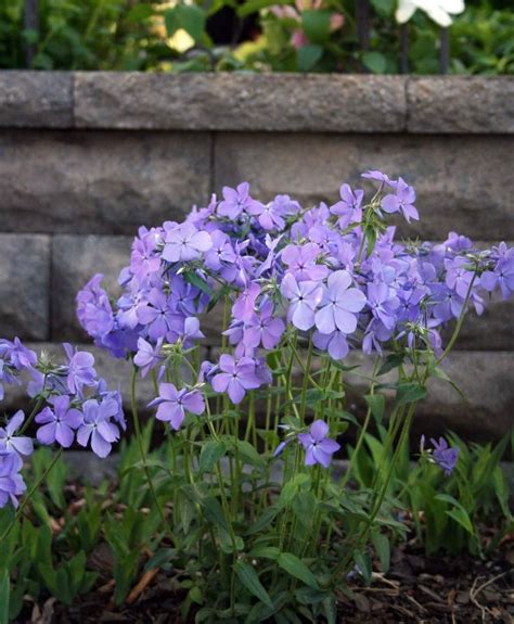 Above ground annuals, especially fruit plants also cereals and flowers optimum planting day (2 days before the full moon). Phlox divaricata 'Blue Moon' Woodland Phlox | Fragrant ...