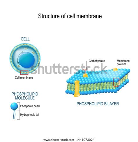 Structure Cell Membrane Closeup Cell Phospholipid Stock Vector Royalty