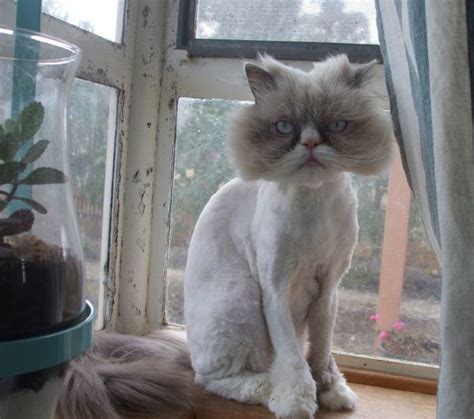 Check out all the characteristics of this breed here! 4 Good Persian cat personality traits : Biological Science ...